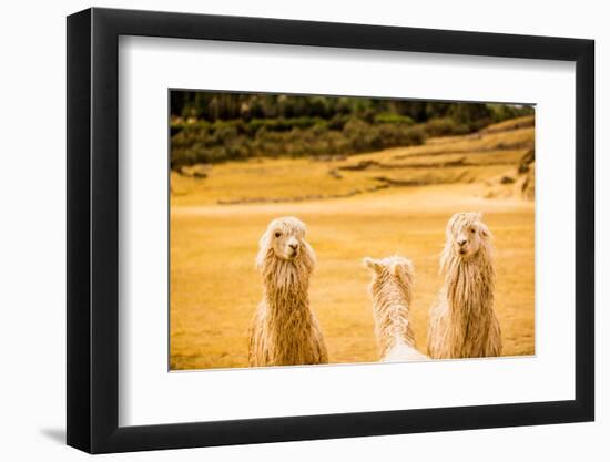 Three Llamas, Sacsayhuaman Ruins, Cusco, Peru, South America-Laura Grier-Framed Photographic Print