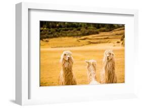 Three Llamas, Sacsayhuaman Ruins, Cusco, Peru, South America-Laura Grier-Framed Photographic Print