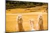 Three Llamas, Sacsayhuaman Ruins, Cusco, Peru, South America-Laura Grier-Mounted Photographic Print