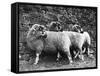 Three Lonk Sheep-null-Framed Stretched Canvas