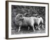 Three Lonk Sheep-null-Framed Photographic Print