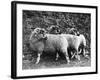 Three Lonk Sheep-null-Framed Photographic Print