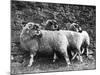 Three Lonk Sheep-null-Mounted Photographic Print