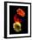 Three Luminous Daises-George Oze-Framed Photographic Print