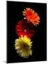 Three Luminous Daises-George Oze-Mounted Photographic Print