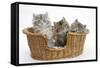 Three Maine Coon Kittens, 8 Weeks, in a Basket-Mark Taylor-Framed Stretched Canvas