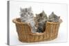 Three Maine Coon Kittens, 8 Weeks, in a Basket-Mark Taylor-Stretched Canvas