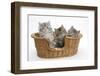 Three Maine Coon Kittens, 8 Weeks, in a Basket-Mark Taylor-Framed Photographic Print