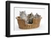 Three Maine Coon Kittens, 8 Weeks, in a Basket-Mark Taylor-Framed Photographic Print
