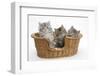 Three Maine Coon Kittens, 8 Weeks, in a Basket-Mark Taylor-Framed Photographic Print