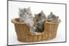 Three Maine Coon Kittens, 8 Weeks, in a Basket-Mark Taylor-Mounted Photographic Print