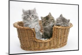 Three Maine Coon Kittens, 8 Weeks, in a Basket-Mark Taylor-Mounted Photographic Print