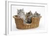 Three Maine Coon Kittens, 8 Weeks, in a Basket-Mark Taylor-Framed Photographic Print