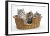 Three Maine Coon Kittens, 8 Weeks, in a Basket-Mark Taylor-Framed Photographic Print