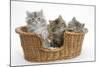 Three Maine Coon Kittens, 8 Weeks, in a Basket-Mark Taylor-Mounted Photographic Print