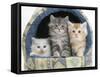 Three Maine Coon Kittens, 8 Weeks, in an Igloo Cat Bed-Mark Taylor-Framed Stretched Canvas