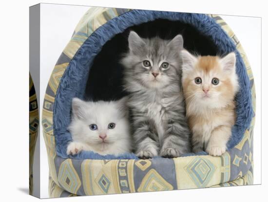 Three Maine Coon Kittens, 8 Weeks, in an Igloo Cat Bed-Mark Taylor-Stretched Canvas