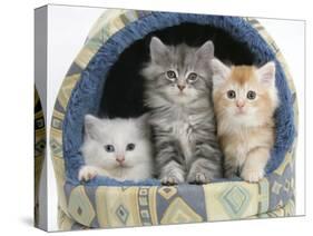 Three Maine Coon Kittens, 8 Weeks, in an Igloo Cat Bed-Mark Taylor-Stretched Canvas
