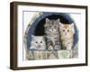 Three Maine Coon Kittens, 8 Weeks, in an Igloo Cat Bed-Mark Taylor-Framed Premium Photographic Print