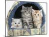 Three Maine Coon Kittens, 8 Weeks, in an Igloo Cat Bed-Mark Taylor-Mounted Premium Photographic Print