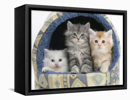 Three Maine Coon Kittens, 8 Weeks, in an Igloo Cat Bed-Mark Taylor-Framed Stretched Canvas