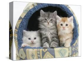 Three Maine Coon Kittens, 8 Weeks, in an Igloo Cat Bed-Mark Taylor-Stretched Canvas