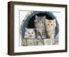 Three Maine Coon Kittens, 8 Weeks, in an Igloo Cat Bed-Mark Taylor-Framed Photographic Print