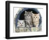 Three Maine Coon Kittens, 8 Weeks, in an Igloo Cat Bed-Mark Taylor-Framed Photographic Print