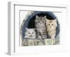 Three Maine Coon Kittens, 8 Weeks, in an Igloo Cat Bed-Mark Taylor-Framed Photographic Print