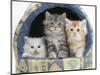 Three Maine Coon Kittens, 8 Weeks, in an Igloo Cat Bed-Mark Taylor-Mounted Photographic Print