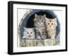 Three Maine Coon Kittens, 8 Weeks, in an Igloo Cat Bed-Mark Taylor-Framed Photographic Print