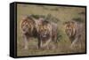 Three Male Lions on the Serengeti Plains-W. Perry Conway-Framed Stretched Canvas