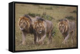 Three Male Lions on the Serengeti Plains-W. Perry Conway-Framed Stretched Canvas