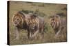 Three Male Lions on the Serengeti Plains-W. Perry Conway-Stretched Canvas