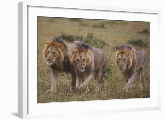 Three Male Lions on the Serengeti Plains-W. Perry Conway-Framed Photographic Print