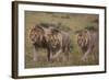 Three Male Lions on the Serengeti Plains-W. Perry Conway-Framed Photographic Print