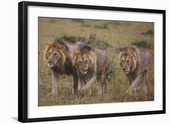 Three Male Lions on the Serengeti Plains-W. Perry Conway-Framed Photographic Print