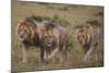 Three Male Lions on the Serengeti Plains-W. Perry Conway-Mounted Photographic Print