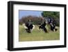 Three male Ostriches flapping wings in aggressive display-Ann & Steve Toon-Framed Photographic Print