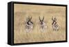 Three male Pronghorn, Grand Teton National Park, Wyoming-Adam Jones-Framed Stretched Canvas