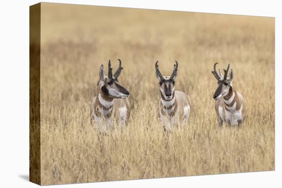 Three male Pronghorn, Grand Teton National Park, Wyoming-Adam Jones-Stretched Canvas