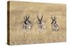 Three male Pronghorn, Grand Teton National Park, Wyoming-Adam Jones-Stretched Canvas