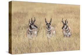 Three male Pronghorn, Grand Teton National Park, Wyoming-Adam Jones-Stretched Canvas