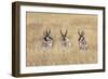 Three male Pronghorn, Grand Teton National Park, Wyoming-Adam Jones-Framed Photographic Print