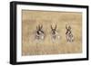 Three male Pronghorn, Grand Teton National Park, Wyoming-Adam Jones-Framed Photographic Print