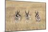 Three male Pronghorn, Grand Teton National Park, Wyoming-Adam Jones-Mounted Photographic Print