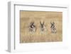 Three male Pronghorn, Grand Teton National Park, Wyoming-Adam Jones-Framed Photographic Print