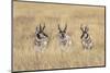 Three male Pronghorn, Grand Teton National Park, Wyoming-Adam Jones-Mounted Photographic Print