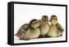 Three Mallard (Anas Platyrhynchos) Ducklings, 1 Week Old, Captive-Mark Taylor-Framed Stretched Canvas