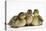 Three Mallard (Anas Platyrhynchos) Ducklings, 1 Week Old, Captive-Mark Taylor-Stretched Canvas